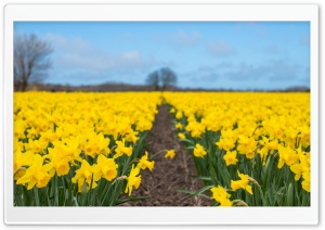 Daffodil Field, Spring in Netherlands Ultra HD Wallpaper for 4K UHD Widescreen desktop, tablet & smartphone