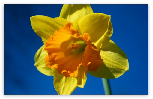 Daffodil Flower Against Blue Sky UltraHD Wallpaper for Wide 16:10 5:3 Widescreen WHXGA WQXGA WUXGA WXGA WGA ; 8K UHD TV 16:9 Ultra High Definition 2160p 1440p 1080p 900p 720p ; UHD 16:9 2160p 1440p 1080p 900p 720p ; Standard 4:3 5:4 3:2 Fullscreen UXGA XGA SVGA QSXGA SXGA DVGA HVGA HQVGA ( Apple PowerBook G4 iPhone 4 3G 3GS iPod Touch ) ; Tablet 1:1 ; iPad 1/2/Mini ; Mobile 4:3 5:3 3:2 16:9 5:4 - UXGA XGA SVGA WGA DVGA HVGA HQVGA ( Apple PowerBook G4 iPhone 4 3G 3GS iPod Touch ) 2160p 1440p 1080p 900p 720p QSXGA SXGA ;