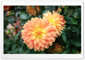 Dahlias Flowers Ultra HD Wallpaper for 4K UHD Widescreen desktop, tablet & smartphone