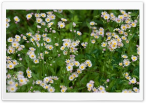Daisies Ultra HD Wallpaper for 4K UHD Widescreen desktop, tablet & smartphone