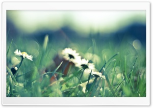 Daisies And Grass Ultra HD Wallpaper for 4K UHD Widescreen desktop, tablet & smartphone