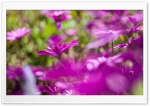 Daisies Blur Ultra HD Wallpaper for 4K UHD Widescreen desktop, tablet & smartphone