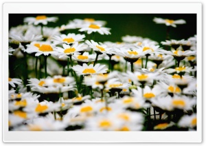 Daisies Field Ultra HD Wallpaper for 4K UHD Widescreen desktop, tablet & smartphone