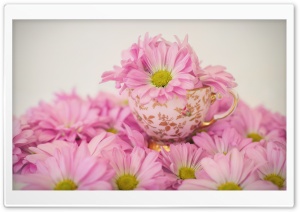 Daisies Flowers Ultra HD Wallpaper for 4K UHD Widescreen desktop, tablet & smartphone