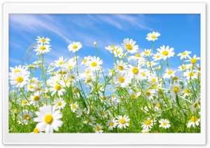 Daisies Under Blue Sky Grass Ultra HD Wallpaper for 4K UHD Widescreen desktop, tablet & smartphone
