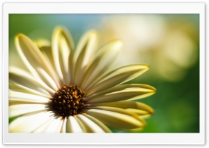 Daisy Flower Ultra HD Wallpaper for 4K UHD Widescreen desktop, tablet & smartphone
