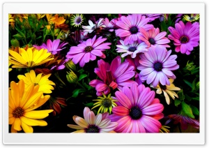 Daisy Flowers Ultra HD Wallpaper for 4K UHD Widescreen desktop, tablet & smartphone