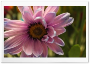 Daisy Purple Ultra HD Wallpaper for 4K UHD Widescreen desktop, tablet & smartphone