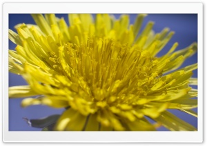 Dandelion Ultra HD Wallpaper for 4K UHD Widescreen desktop, tablet & smartphone