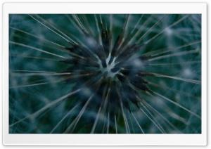 Dandelion close-up Ultra HD Wallpaper for 4K UHD Widescreen desktop, tablet & smartphone