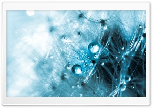 Dandelion Close-up Ultra HD Wallpaper for 4K UHD Widescreen desktop, tablet & smartphone