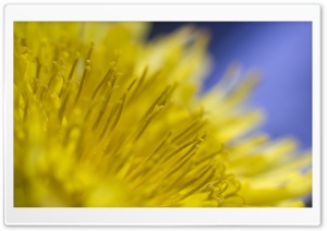 Dandelion Flower Ultra HD Wallpaper for 4K UHD Widescreen desktop, tablet & smartphone