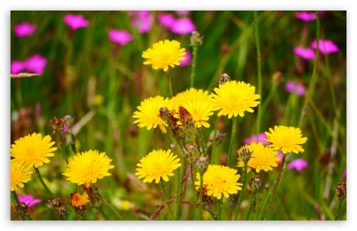 Dandelion Flowers UltraHD Wallpaper for Wide 16:10 5:3 Widescreen WHXGA WQXGA WUXGA WXGA WGA ; 8K UHD TV 16:9 Ultra High Definition 2160p 1440p 1080p 900p 720p ; UHD 16:9 2160p 1440p 1080p 900p 720p ; Standard 4:3 5:4 3:2 Fullscreen UXGA XGA SVGA QSXGA SXGA DVGA HVGA HQVGA ( Apple PowerBook G4 iPhone 4 3G 3GS iPod Touch ) ; Smartphone 5:3 WGA ; Tablet 1:1 ; iPad 1/2/Mini ; Mobile 4:3 5:3 3:2 16:9 5:4 - UXGA XGA SVGA WGA DVGA HVGA HQVGA ( Apple PowerBook G4 iPhone 4 3G 3GS iPod Touch ) 2160p 1440p 1080p 900p 720p QSXGA SXGA ; Dual 16:10 5:3 16:9 4:3 5:4 WHXGA WQXGA WUXGA WXGA WGA 2160p 1440p 1080p 900p 720p UXGA XGA SVGA QSXGA SXGA ;