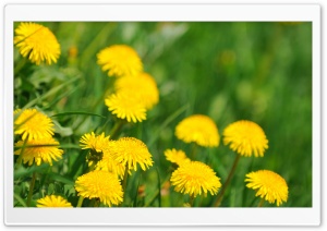 Dandelion Flowers Ultra HD Wallpaper for 4K UHD Widescreen desktop, tablet & smartphone