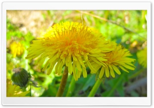 Dandelion Flowers Close-Up Ultra HD Wallpaper for 4K UHD Widescreen desktop, tablet & smartphone