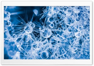 Dandelion Seeds and Dew Drops Ultra HD Wallpaper for 4K UHD Widescreen desktop, tablet & smartphone