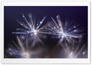 Dandelion Seeds Macro Ultra HD Wallpaper for 4K UHD Widescreen desktop, tablet & smartphone