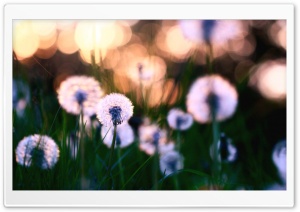 Dandelions Ultra HD Wallpaper for 4K UHD Widescreen desktop, tablet & smartphone