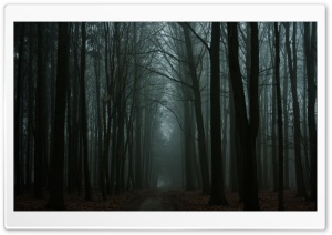 Dark Autumn Woods Ultra HD Wallpaper for 4K UHD Widescreen desktop, tablet & smartphone