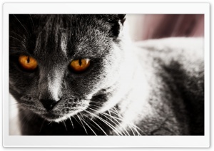 Dark Cat Ultra HD Wallpaper for 4K UHD Widescreen desktop, tablet & smartphone