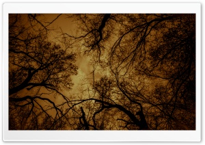 Dark Charmed Forest Ultra HD Wallpaper for 4K UHD Widescreen desktop, tablet & smartphone