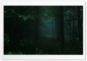 Dark Green Forest Ultra HD Wallpaper for 4K UHD Widescreen desktop, tablet & smartphone