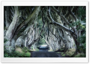 Dark Hedges, Northern Ireland Ultra HD Wallpaper for 4K UHD Widescreen desktop, tablet & smartphone