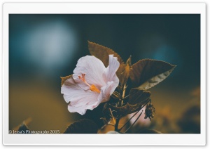 Darker Flower Ultra HD Wallpaper for 4K UHD Widescreen desktop, tablet & smartphone