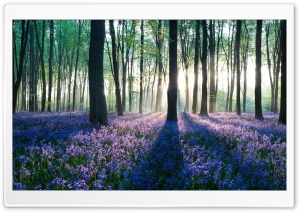 Dawn in Forest Ultra HD Wallpaper for 4K UHD Widescreen desktop, tablet & smartphone
