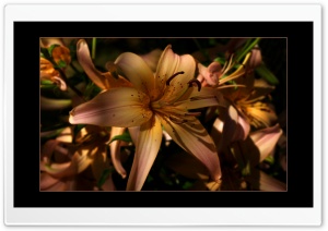 Day Lily Ultra HD Wallpaper for 4K UHD Widescreen desktop, tablet & smartphone