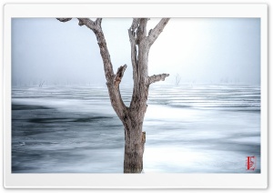 Dead Tree, Clinton Lake Ultra HD Wallpaper for 4K UHD Widescreen desktop, tablet & smartphone