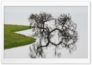 Dead Tree In Water Ultra HD Wallpaper for 4K UHD Widescreen desktop, tablet & smartphone