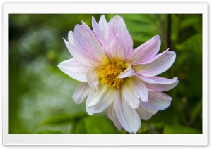 Decent Daisy Ultra HD Wallpaper for 4K UHD Widescreen desktop, tablet & smartphone