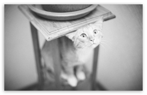 Decorative Cat UltraHD Wallpaper for Wide 16:10 5:3 Widescreen WHXGA WQXGA WUXGA WXGA WGA ; 8K UHD TV 16:9 Ultra High Definition 2160p 1440p 1080p 900p 720p ; UHD 16:9 2160p 1440p 1080p 900p 720p ; Standard 4:3 5:4 3:2 Fullscreen UXGA XGA SVGA QSXGA SXGA DVGA HVGA HQVGA ( Apple PowerBook G4 iPhone 4 3G 3GS iPod Touch ) ; Tablet 1:1 ; iPad 1/2/Mini ; Mobile 4:3 5:3 3:2 16:9 5:4 - UXGA XGA SVGA WGA DVGA HVGA HQVGA ( Apple PowerBook G4 iPhone 4 3G 3GS iPod Touch ) 2160p 1440p 1080p 900p 720p QSXGA SXGA ;