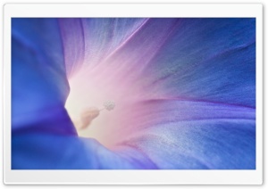 Deep Ultra HD Wallpaper for 4K UHD Widescreen desktop, tablet & smartphone