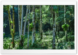 Deep Forest Ultra HD Wallpaper for 4K UHD Widescreen desktop, tablet & smartphone