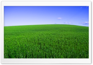 Deep Green Spring Ultra HD Wallpaper for 4K UHD Widescreen desktop, tablet & smartphone