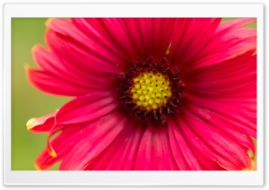 Deep In My Heart Ultra HD Wallpaper for 4K UHD Widescreen desktop, tablet & smartphone