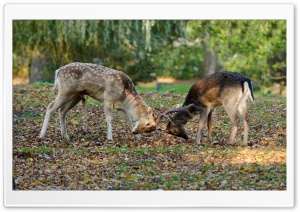 Deer Duel Ultra HD Wallpaper for 4K UHD Widescreen desktop, tablet & smartphone