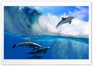 Delfin ocean Nature Ultra HD Wallpaper for 4K UHD Widescreen desktop, tablet & smartphone