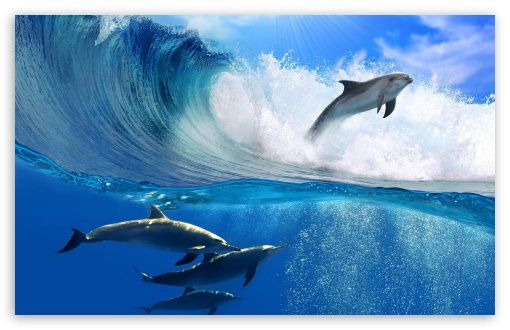 Delfin ocean Nature UltraHD Wallpaper for Wide 16:10 Widescreen WHXGA WQXGA WUXGA WXGA ;