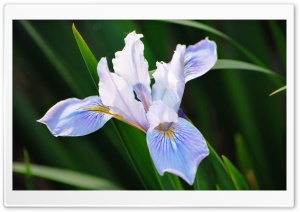 Delicate Flower Ultra HD Wallpaper for 4K UHD Widescreen desktop, tablet & smartphone