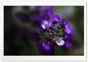 Delicate Flowers Ultra HD Wallpaper for 4K UHD Widescreen desktop, tablet & smartphone