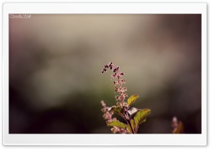 Delicate Nature Ultra HD Wallpaper for 4K UHD Widescreen desktop, tablet & smartphone