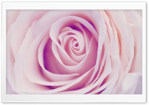Delicate Rose Ultra HD Wallpaper for 4K UHD Widescreen desktop, tablet & smartphone