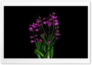 Dendrobium Berry Oda Ultra HD Wallpaper for 4K UHD Widescreen desktop, tablet & smartphone