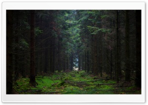 Denmark Forest Ultra HD Wallpaper for 4K UHD Widescreen desktop, tablet & smartphone