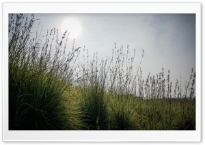 Dense_Grass Ultra HD Wallpaper for 4K UHD Widescreen desktop, tablet & smartphone