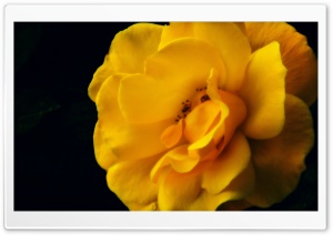 Depressing Yellow Ultra HD Wallpaper for 4K UHD Widescreen desktop, tablet & smartphone