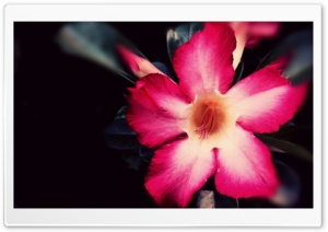 Desert Flower Ultra HD Wallpaper for 4K UHD Widescreen desktop, tablet & smartphone
